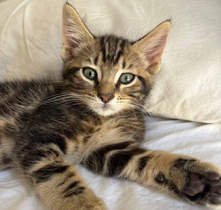 Photo of Lucky