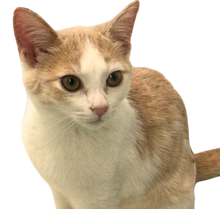 Photo of Peach