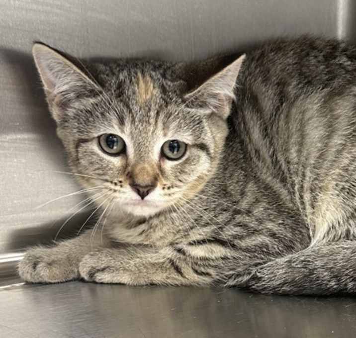 Photo of Tulip