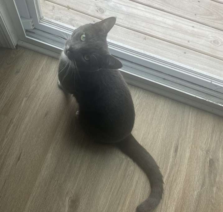 Photo of Shadow