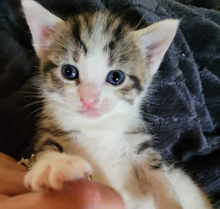Photo of Curio