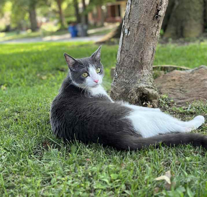 Photo of Valentino