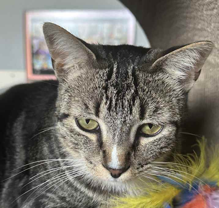 Photo of Odin
