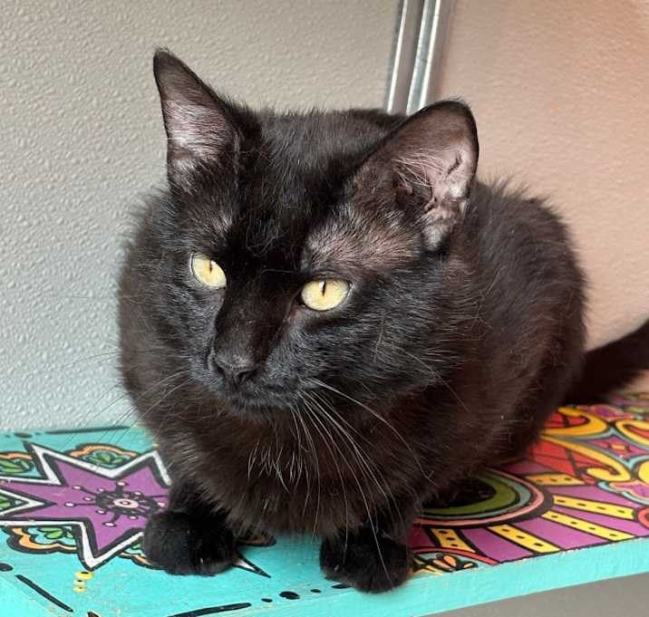Photo of Sargent Kitty