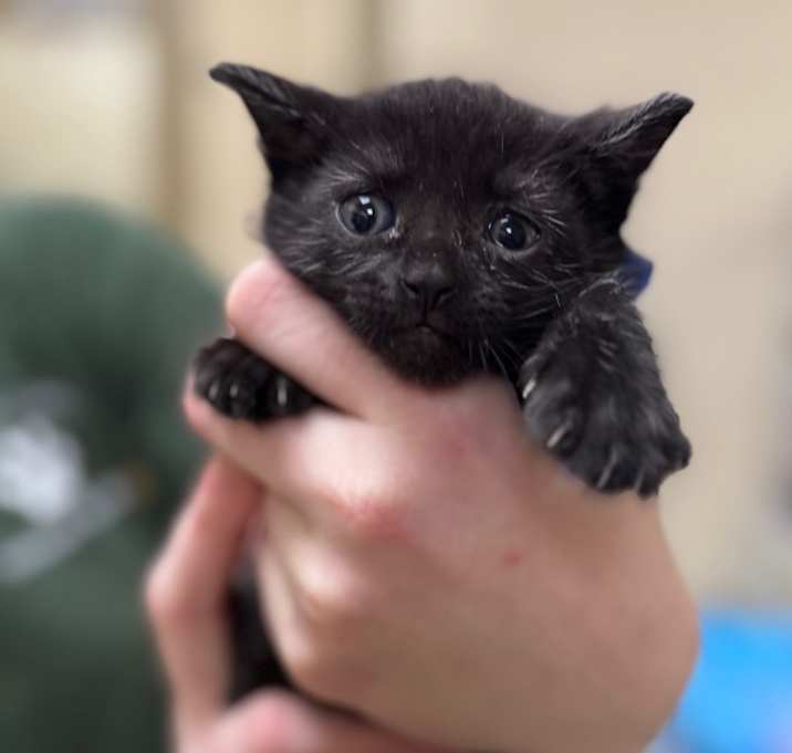 Photo of Stormy (dark blue)