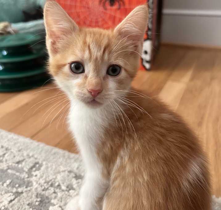 Photo of Zucchini