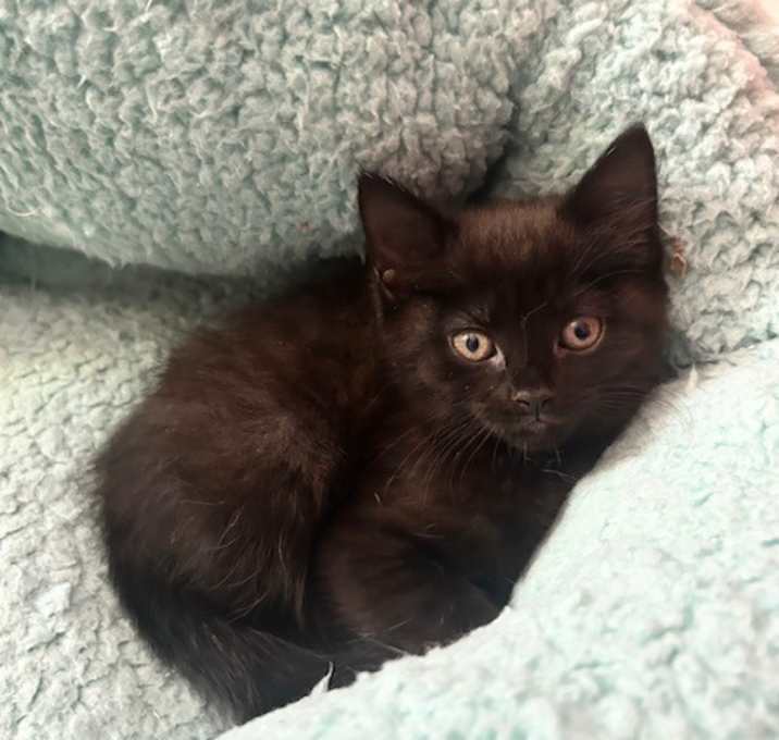 Photo of Olive