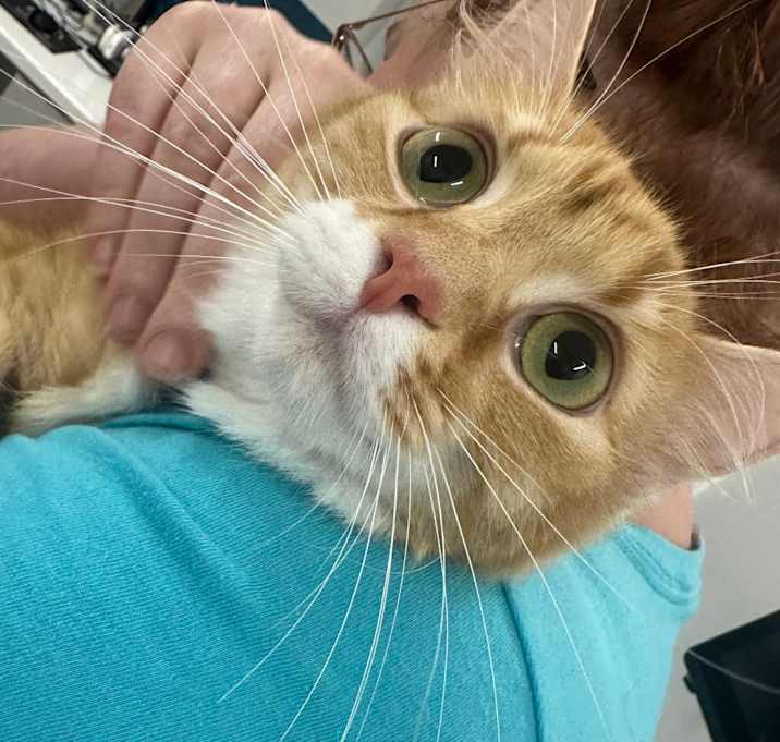 Photo of Nala