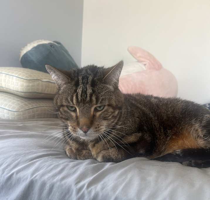 Photo of Artemis