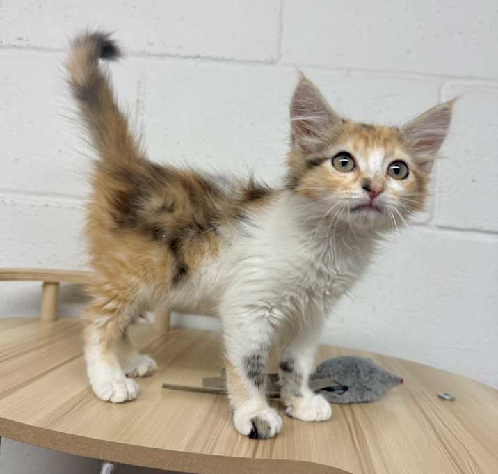 Photo of Tulip