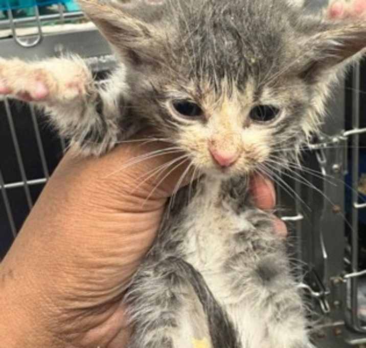 Photo of Mufasa