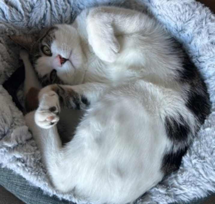 Photo of Rusky