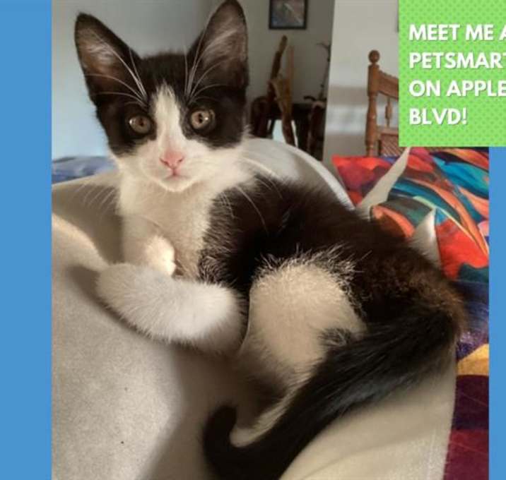 Photo of OREO