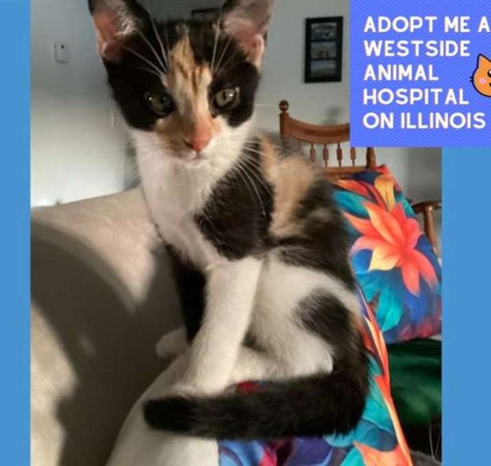 Photo of CALLIE
