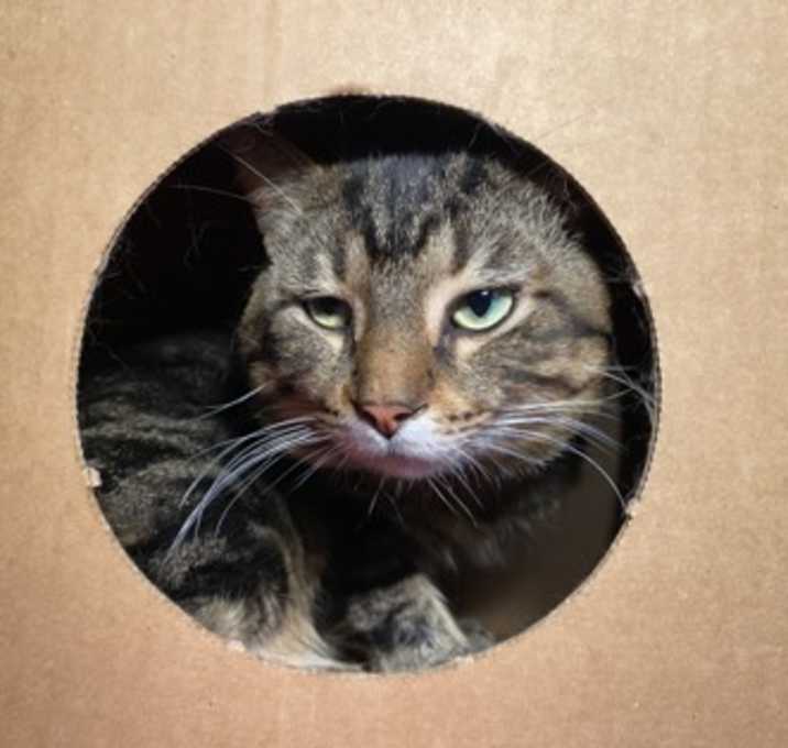 Photo of Milo