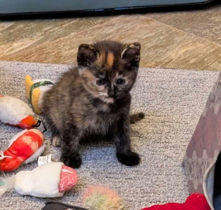 Photo of Daisy