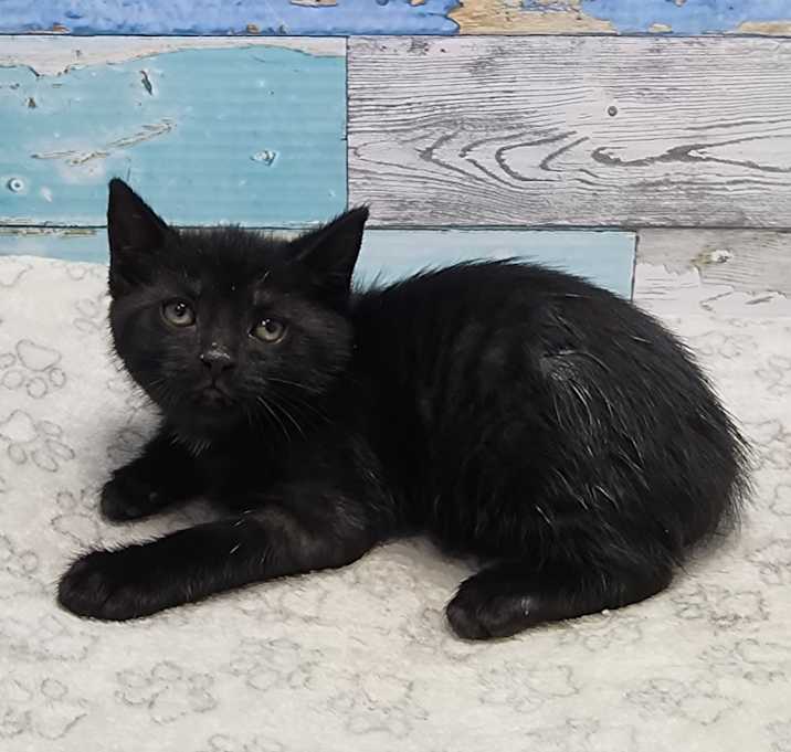 Photo of Zorro