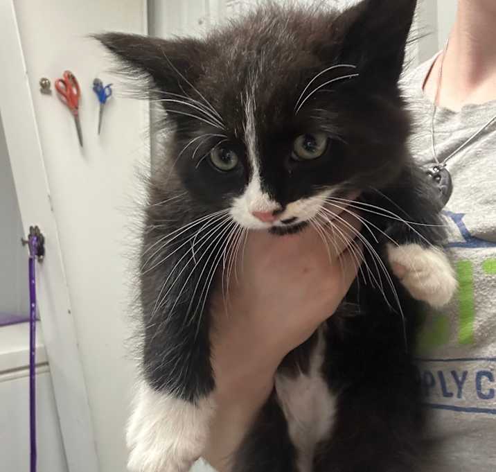 Photo of Kitten 2