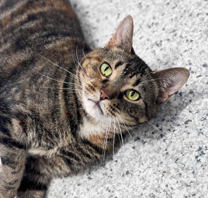 Photo of Catti Labelle