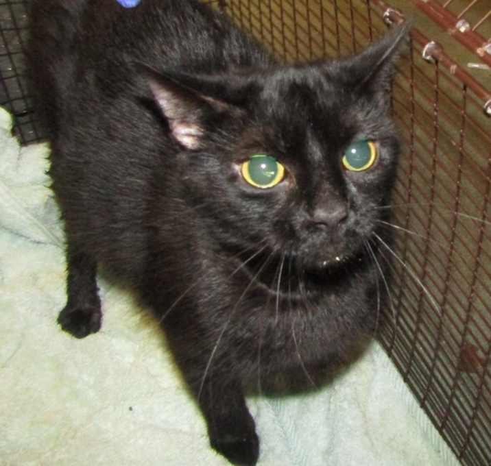 Photo of Juno