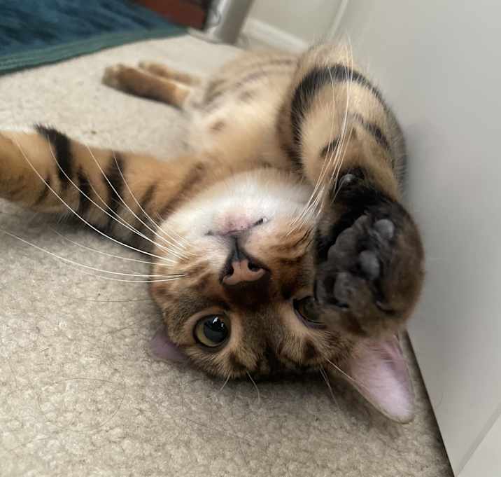 Photo of Boba