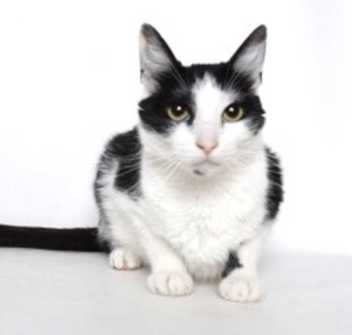 Photo of Pickles