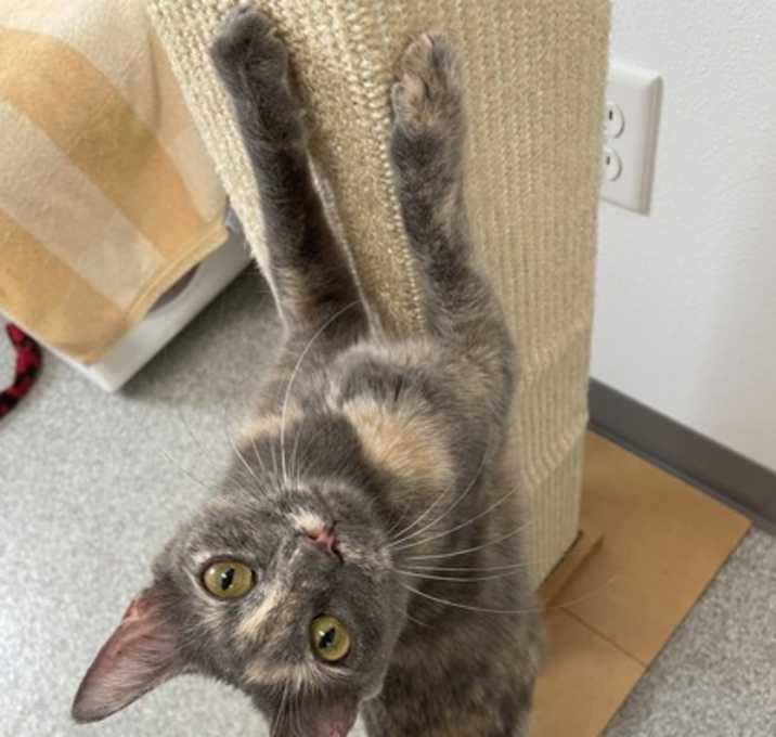 Photo of Elderberry