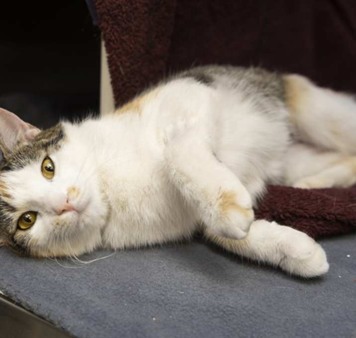 Photo of PEANUT