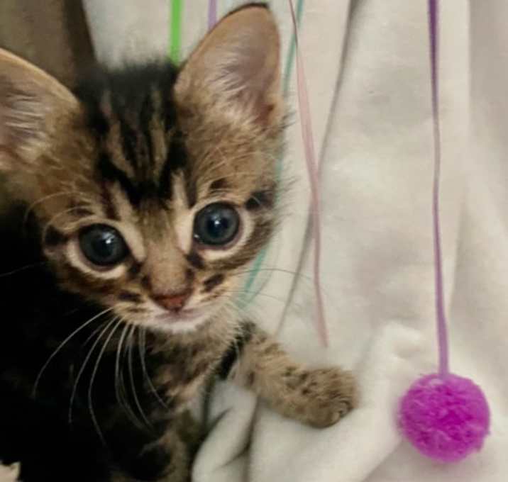 Photo of Rocket