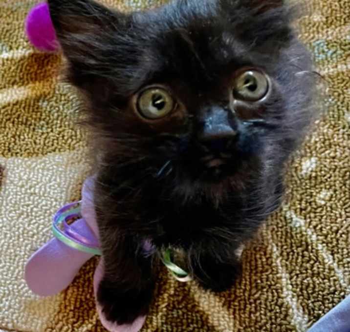 Photo of Minky