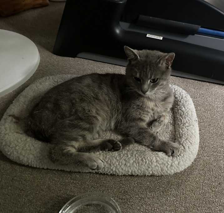 Photo of Herbert