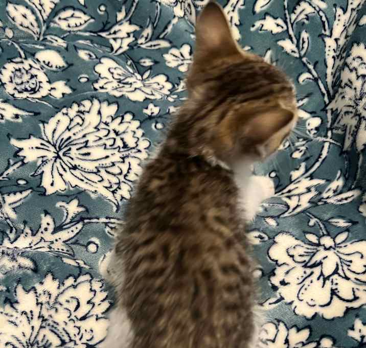 Photo of Pebbles