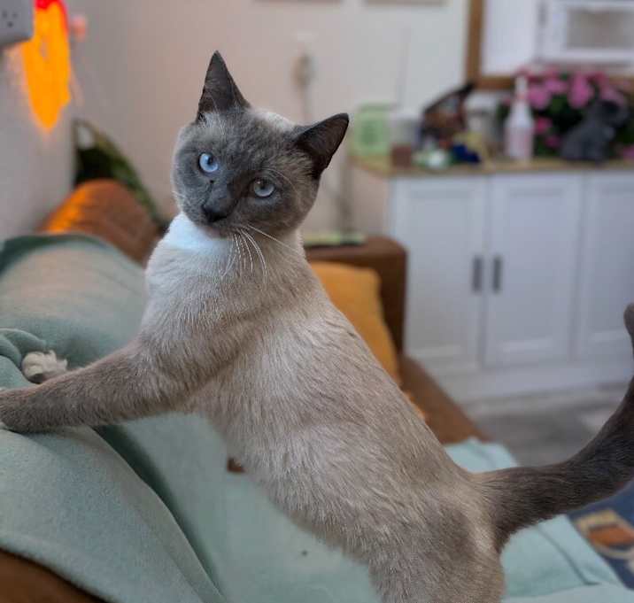 Photo of Tank
