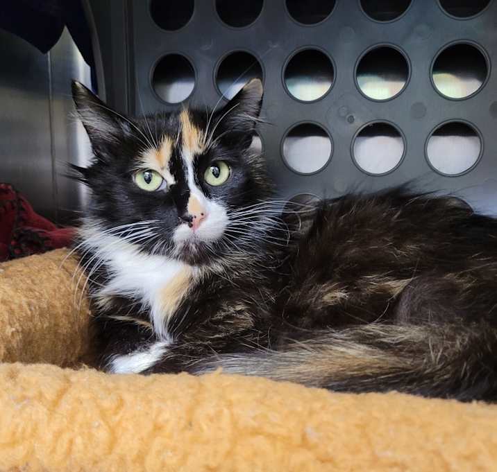 Photo of Missy
