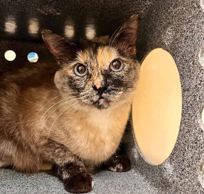 Photo of Nilla