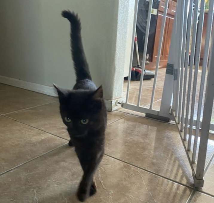 Photo of ECHO (Cat)