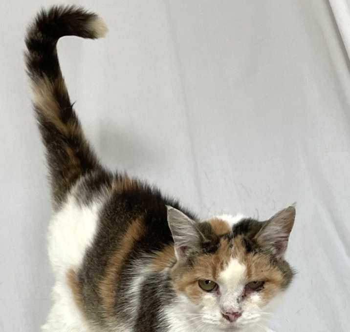 Photo of Cherry