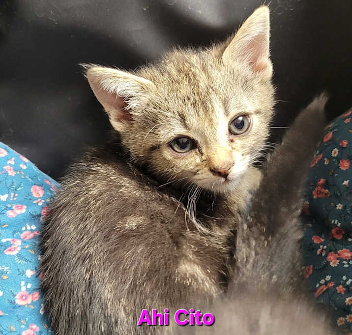 Photo of Ahi Cito