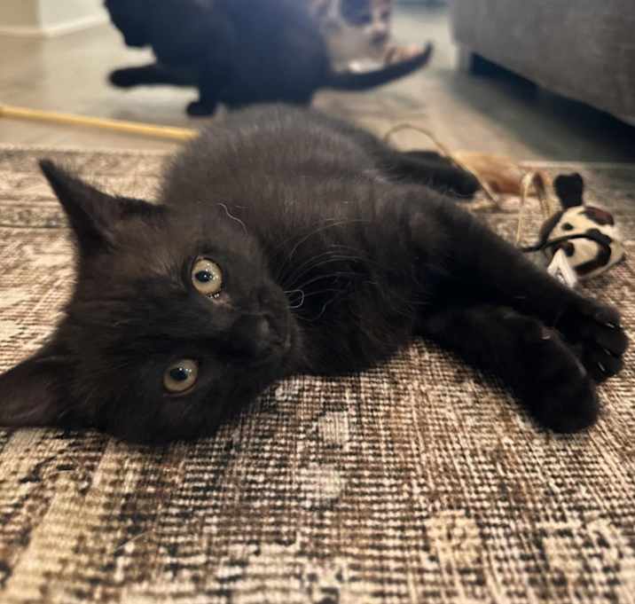 Photo of Nikki (adopt with Joe)