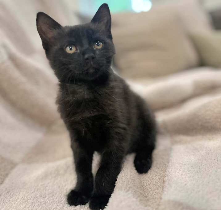 Photo of Joe (adopt with Nikki)