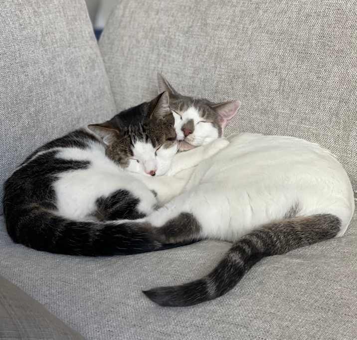 Photo of Astro