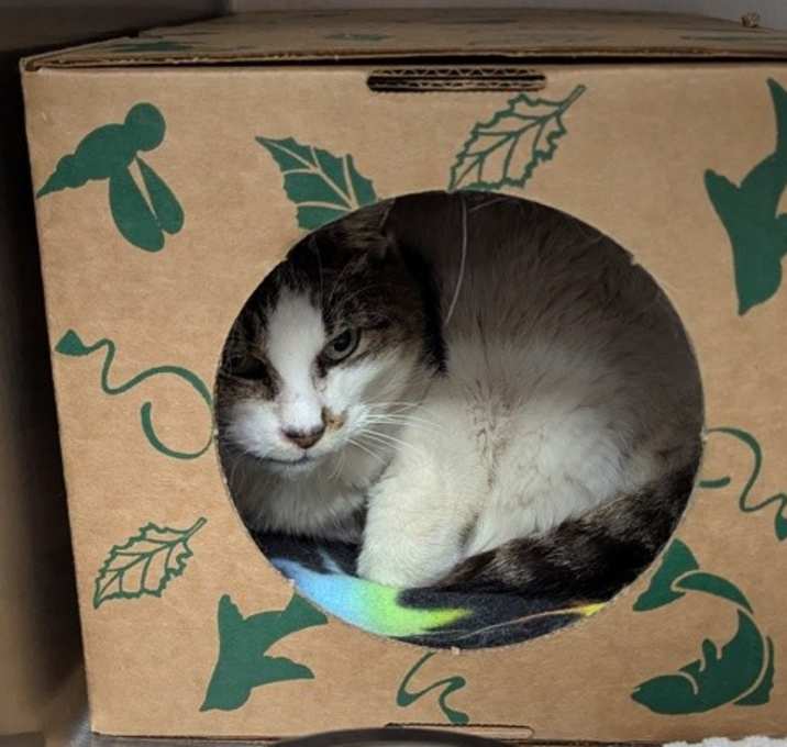 Photo of Annabelle (mcas) Bebe