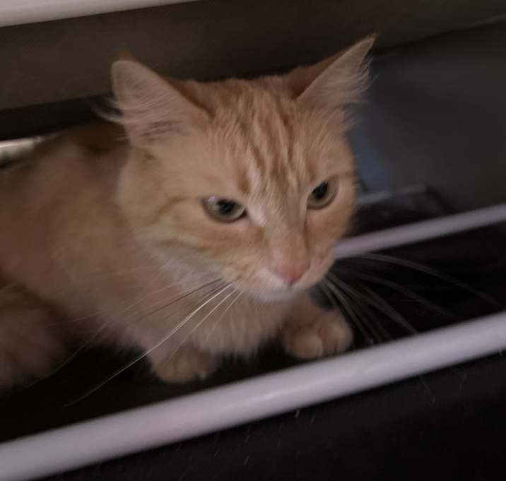 Photo of Ginger