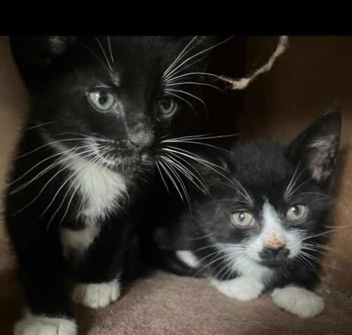 Photo of Finn & Felix