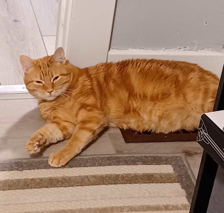 Photo of Finnley