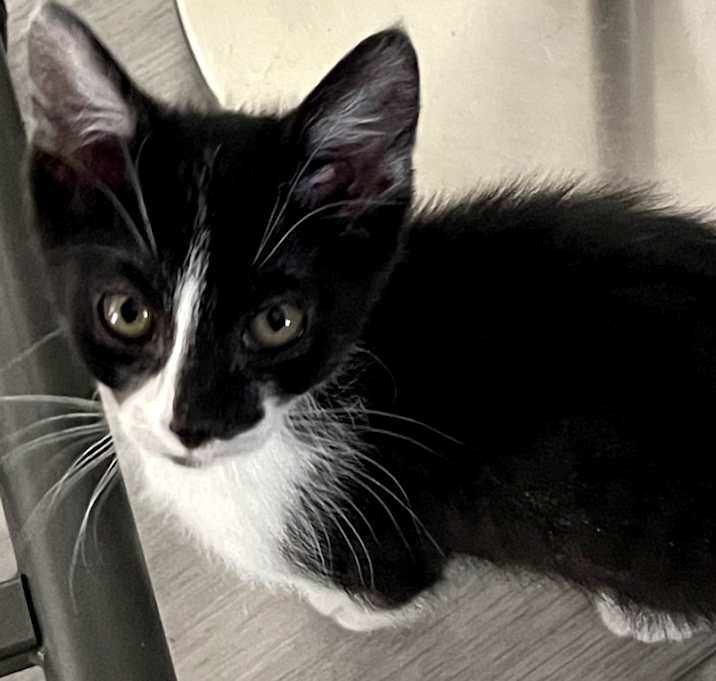 Photo of Checkers 