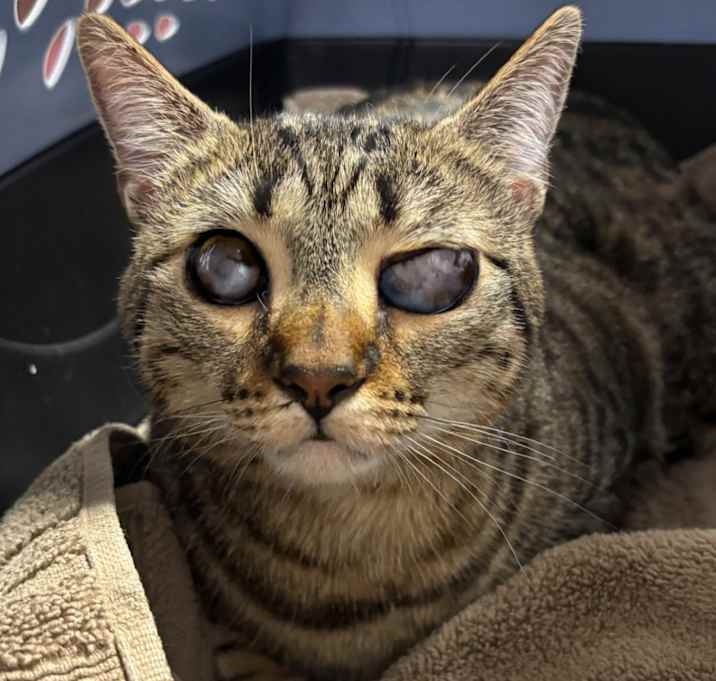 Photo of Nyx