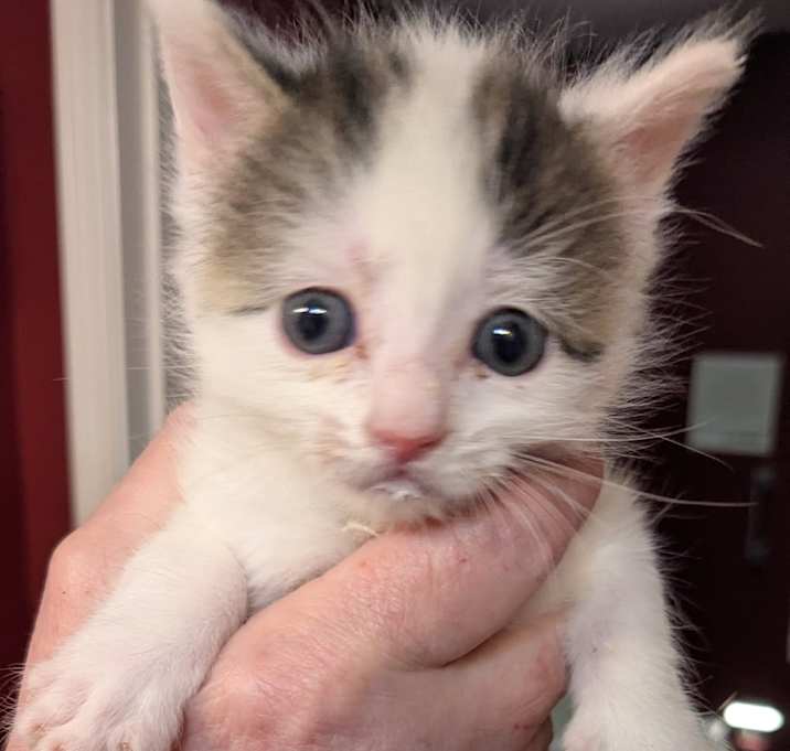 Photo of Milkshake