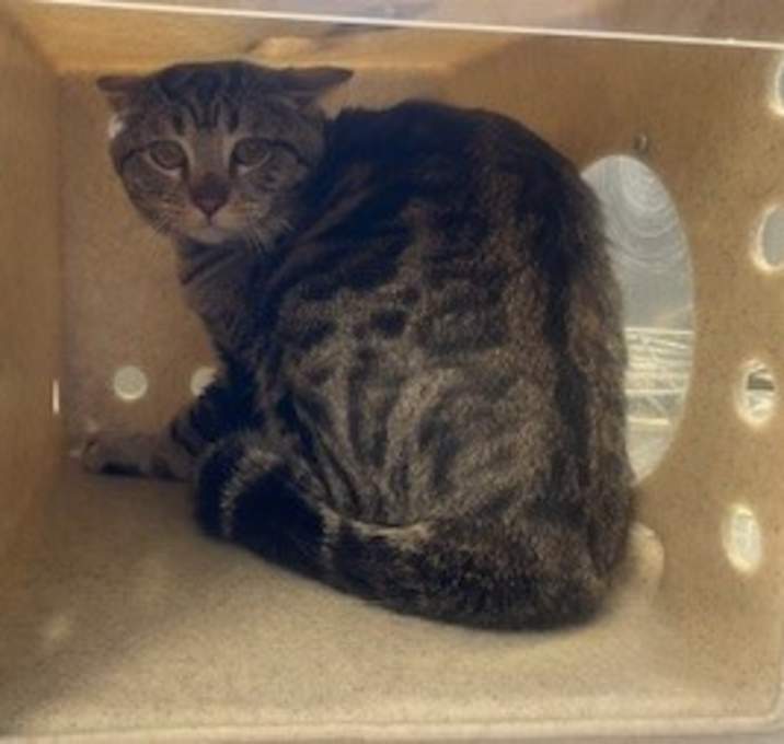 Photo of HARVEY