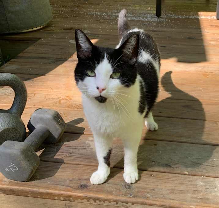 Photo of Chester